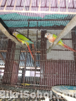 রানিং ডাবল রেড ফ্যাক্টর পাইনাপেল কনুর জোরা